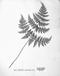 Oreopteris limbosperma image